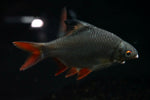 Tinfoil Barb (Barbonymus schwanenfeldii)