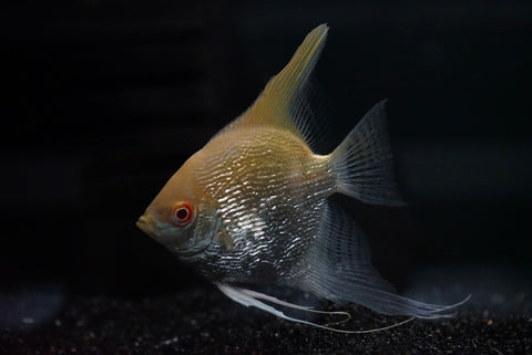 Albino Redhead Angelfish (Scalare sp.)