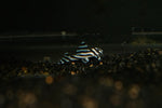 L-46 Zebra Pleco (Hypancistrus sp. "zebra")