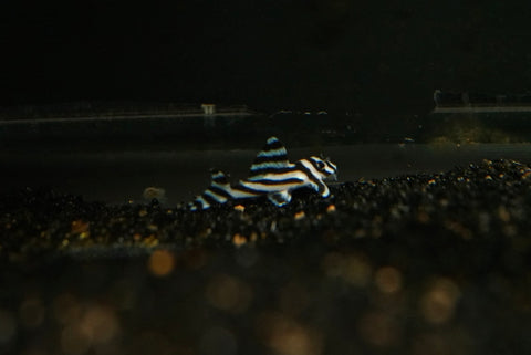 L-46 Zebra Pleco (Hypancistrus sp. "zebra")
