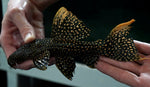 LDA-105 Typhoon Pleco (Pseudacanthicus Sp)