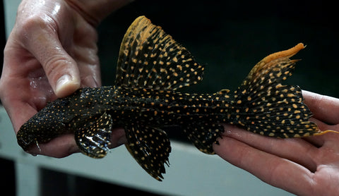 LDA-105 Typhoon Pleco (Pseudacanthicus Sp)