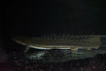 Nile PBB Bichir (Polypterus bichir bichir)