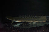 Nile PBB Bichir (Polypterus bichir bichir)