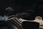 Kiku Comp (Altolamprologus Compressicep "Kiku")