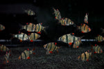 Tiger Barb (Puntigrus tetrazona)