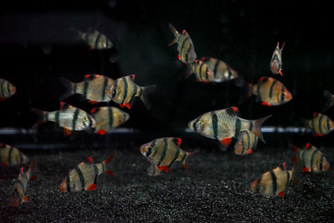 Tiger Barb (Puntigrus tetrazona)