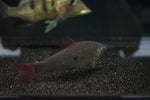 Redfin Leporinus (Pseudanos varii)