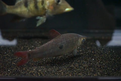 Redfin Leporinus (Pseudanos varii)
