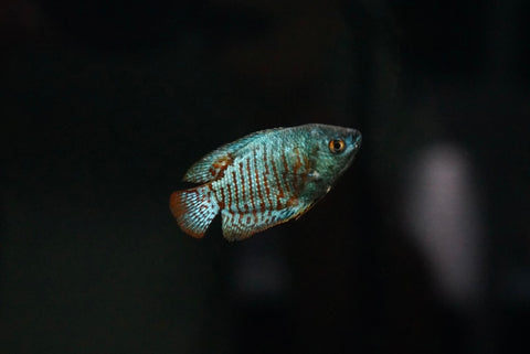 Cobalt Blue Gourami (Trichogaster lalius)