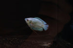 Powder Blue Gourami (Trichogaster lalius)