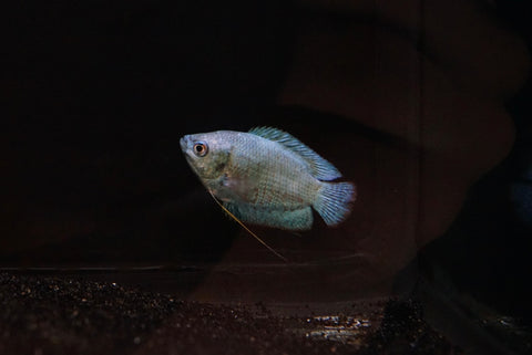 Powder Blue Gourami (Trichogaster lalius)