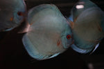 Blue Diamond Discus SHOW SIZE