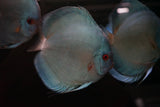 Blue Diamond Discus SHOW SIZE
