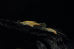 Shortfin Blue Eye Lemon Bristlenose Pleco (Ancistrus sp. "BEL")