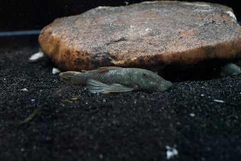 L-146 Rubberlip Plecos (Chaetostoma thomasoni)