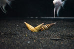 Hercules Snail (Brotia Herculea)