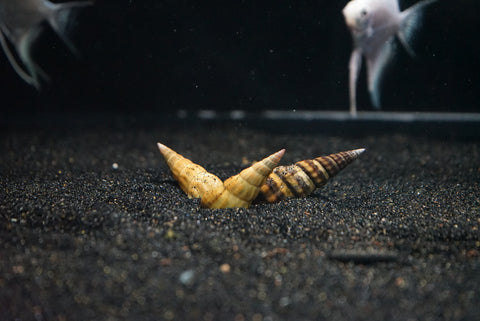 Hercules Snail (Brotia Herculea)