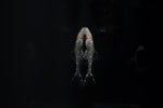 L-155 Albino Adonis Pleco (Acanthicus hystrix)