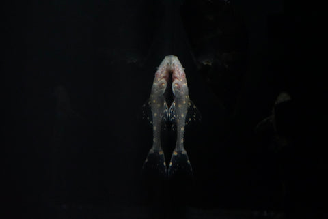L-155 Albino Adonis Pleco (Acanthicus hystrix)