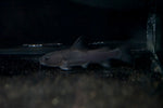 Indian Whale Catfish (Rita rita)
