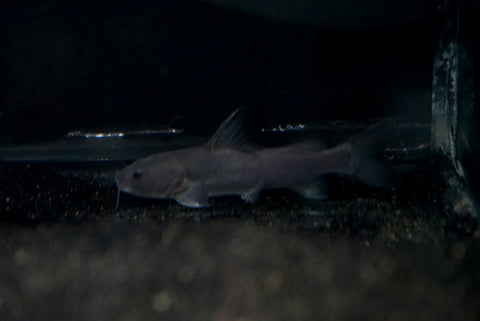 Indian Whale Catfish (Rita rita)