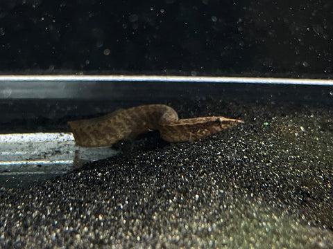 Peacock Eel (Macrognathus siamensis)