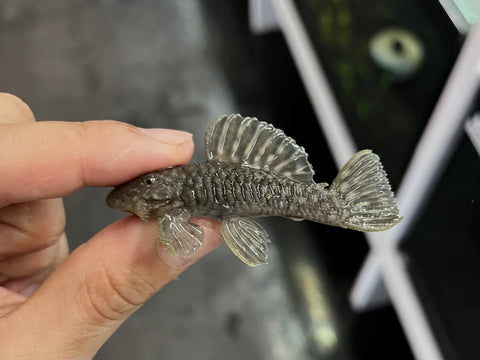 L-56 Spotted Chubby Pleco (Parancistrus aurantiacus)