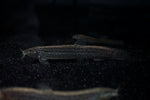 Dojo Loach (Misgurnus anguillicaudatus) Medium