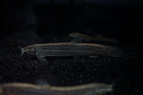 Dojo Loach (Misgurnus anguillicaudatus) Medium