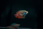 Dwarf Neon Gourami (Trichogaster lalius)