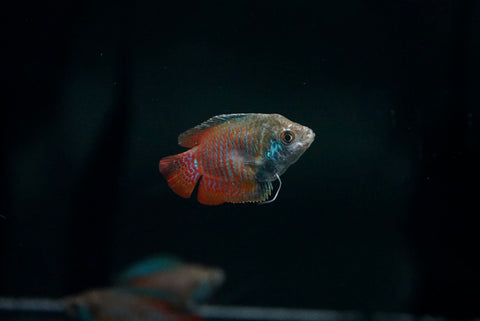 Dwarf Neon Gourami (Trichogaster lalius)