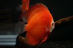 Red Melon Discus SHOW SIZE