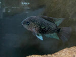 Montecristo Cichlid (Oscura heterospila)