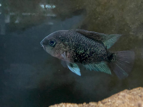 Montecristo Cichlid (Oscura heterospila)