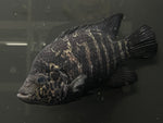 Cuban Cichlid (Nandopsis tetracanthus)