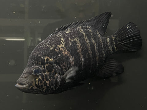 Cuban Cichlid (Nandopsis tetracanthus)
