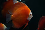 Red Melon Discus SHOW SIZE