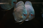 Blue Diamond Discus SHOW SIZE