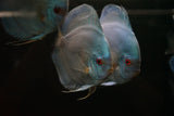 Blue Diamond Discus SHOW SIZE