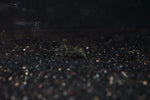 Blunt Jawed Mormyrid (Campylomormyrus tamandua)