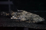 Goonch Catfish (Bagarius sp.)