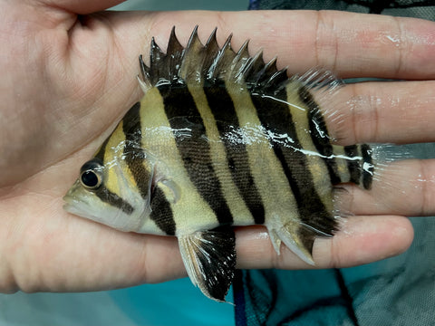 IT Four Bar Datnoid (Datnioides microlepis)