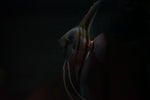 F1 Manacapuru Angelfish (Pterophyllum scalare﻿)