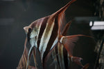 Altum Angelfish "Rio Orinoco" (Pterophyllum altum) - Group