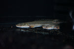 Nile PBB Bichir (Polypterus bichir bichir)