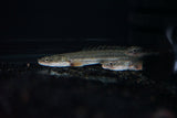 Nile PBB Bichir (Polypterus bichir bichir)