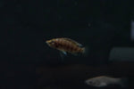 Gold Head Comp (Altolamprologus compressicep var. "Gold Head")