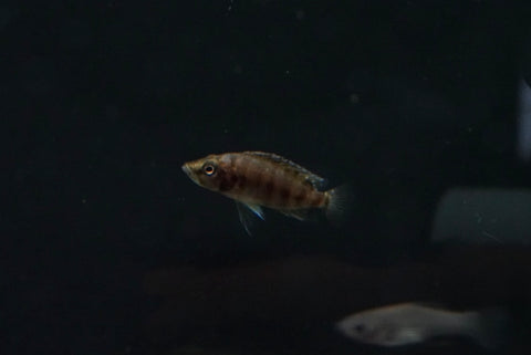 Gold Head Comp (Altolamprologus compressicep var. "Gold Head")