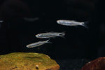 Coppernose Barb (Raiamas christyi)